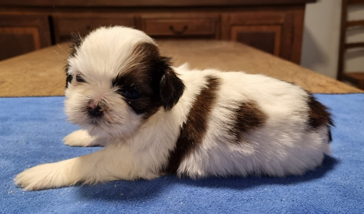 des hirondelles du voyage - Chiots disponibles - Shih Tzu