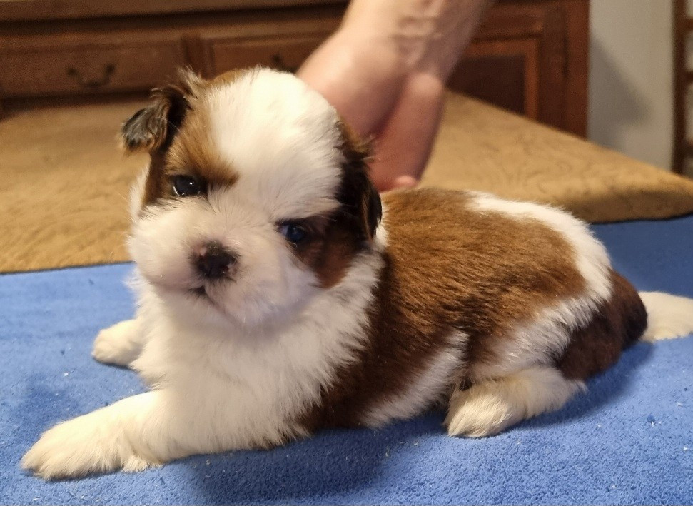 des hirondelles du voyage - Chiots disponibles - Shih Tzu