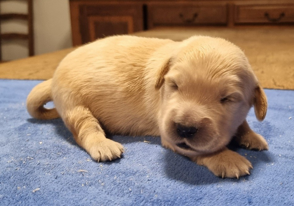 des hirondelles du voyage - Chiots disponibles - Golden Retriever
