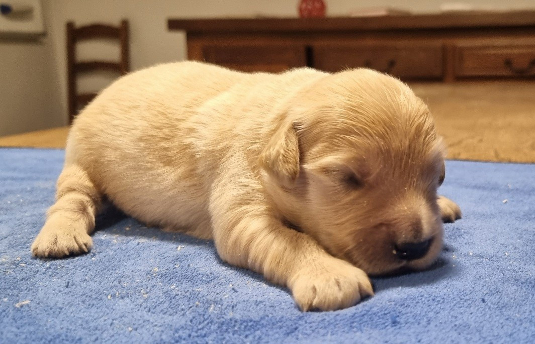 des hirondelles du voyage - Chiots disponibles - Golden Retriever