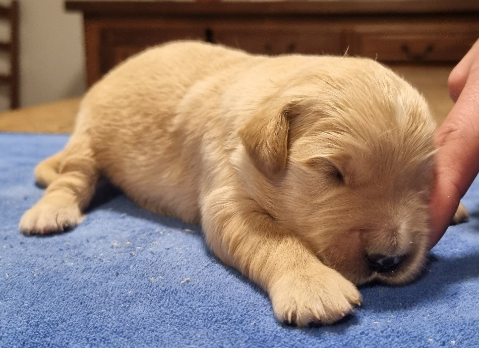 des hirondelles du voyage - Chiots disponibles - Golden Retriever