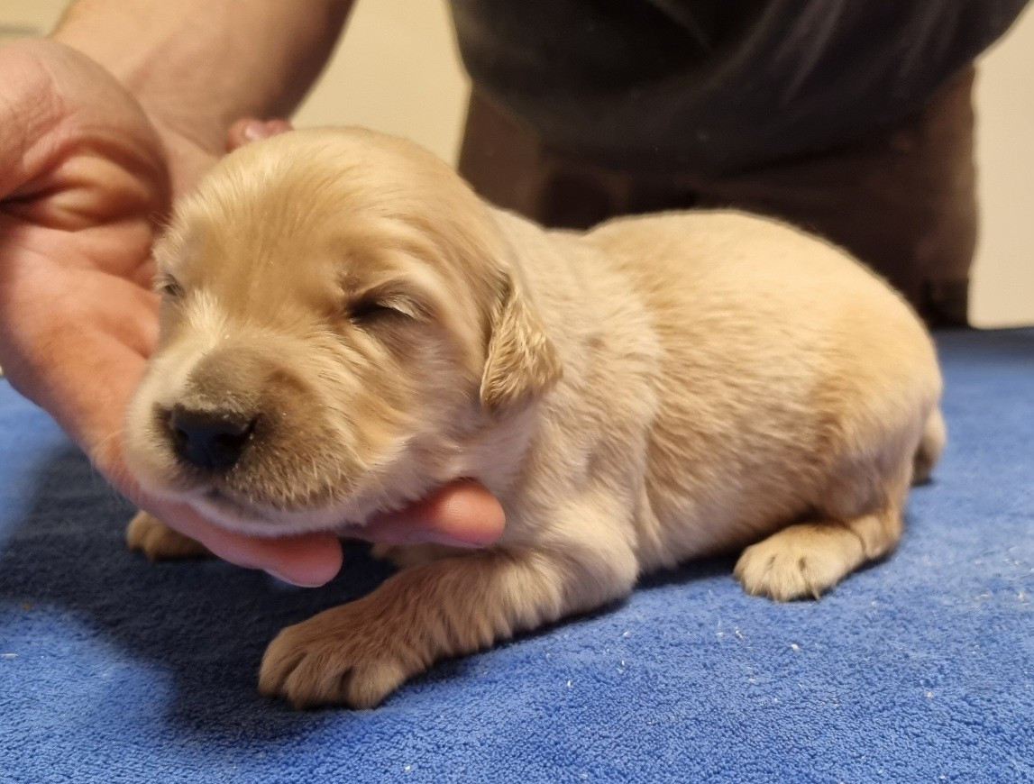 des hirondelles du voyage - Chiots disponibles - Golden Retriever