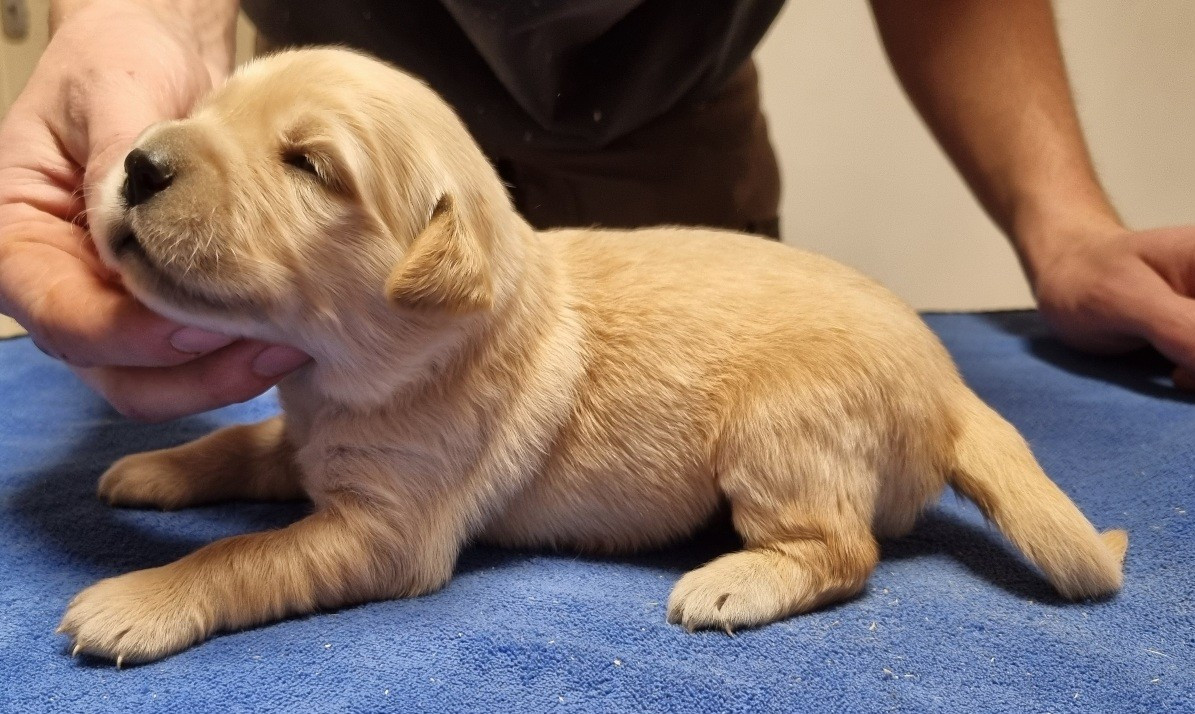 des hirondelles du voyage - Chiots disponibles - Golden Retriever