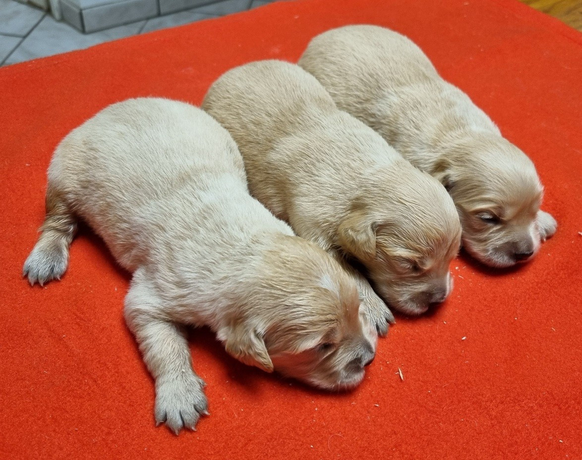 des hirondelles du voyage - Chiots disponibles - Golden Retriever