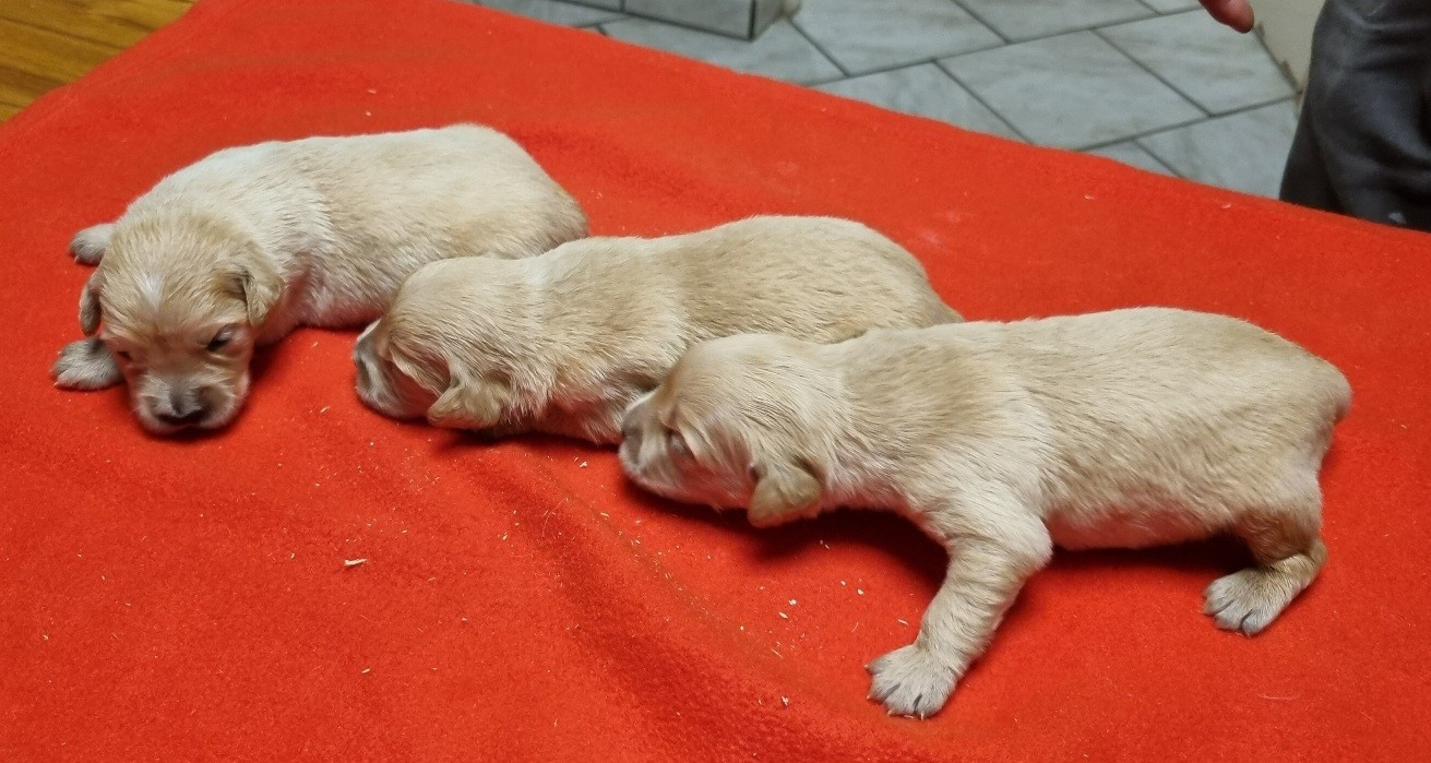 des hirondelles du voyage - Chiots disponibles - Golden Retriever