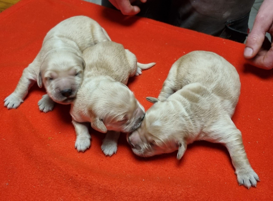 des hirondelles du voyage - Chiots disponibles - Golden Retriever