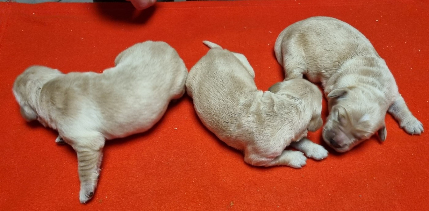 des hirondelles du voyage - Chiots disponibles - Golden Retriever