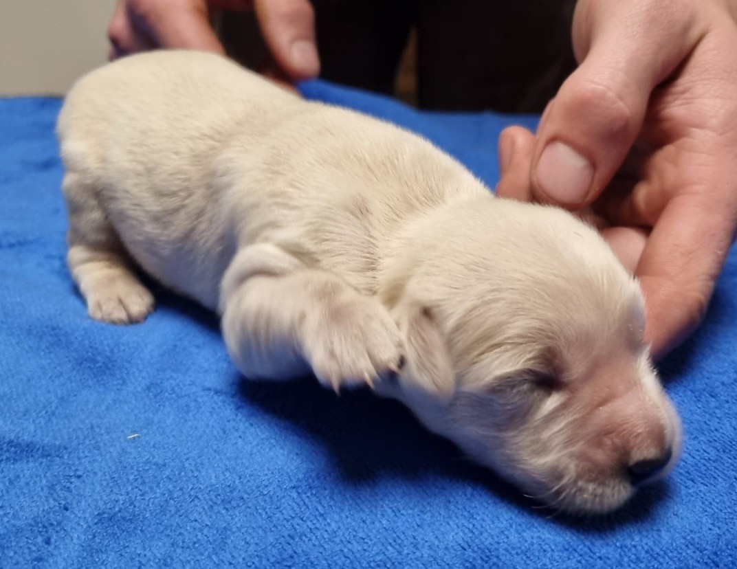 des hirondelles du voyage - Chiots disponibles - Golden Retriever