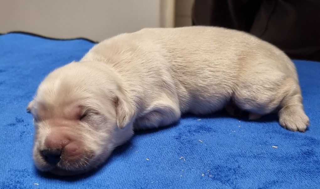 des hirondelles du voyage - Chiots disponibles - Golden Retriever