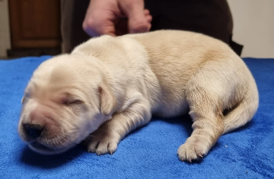 des hirondelles du voyage - Chiots disponibles - Golden Retriever