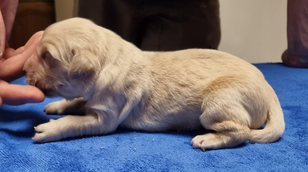 des hirondelles du voyage - Chiots disponibles - Golden Retriever