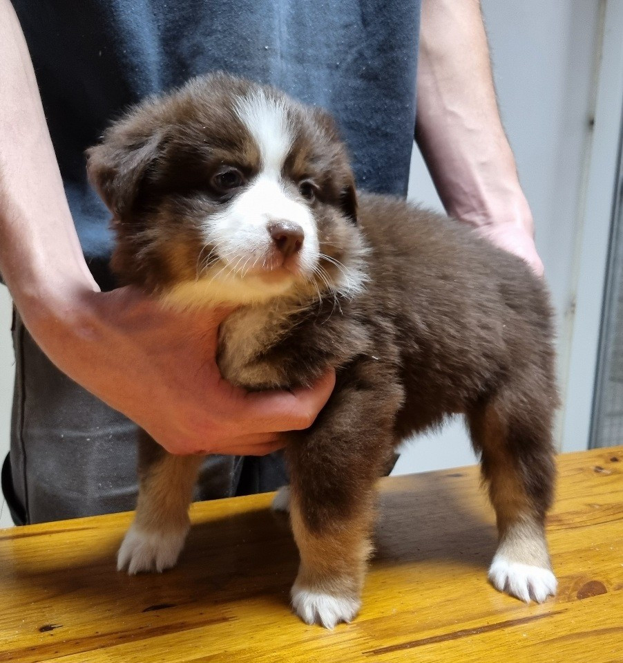 des hirondelles du voyage - Chiots disponibles - Berger Américain Miniature 