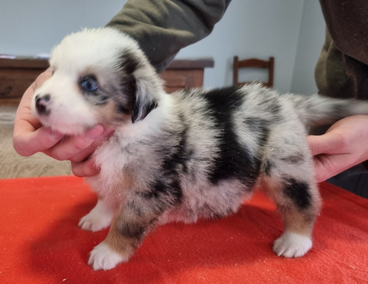 des hirondelles du voyage - Chiots disponibles - Berger Américain Miniature 