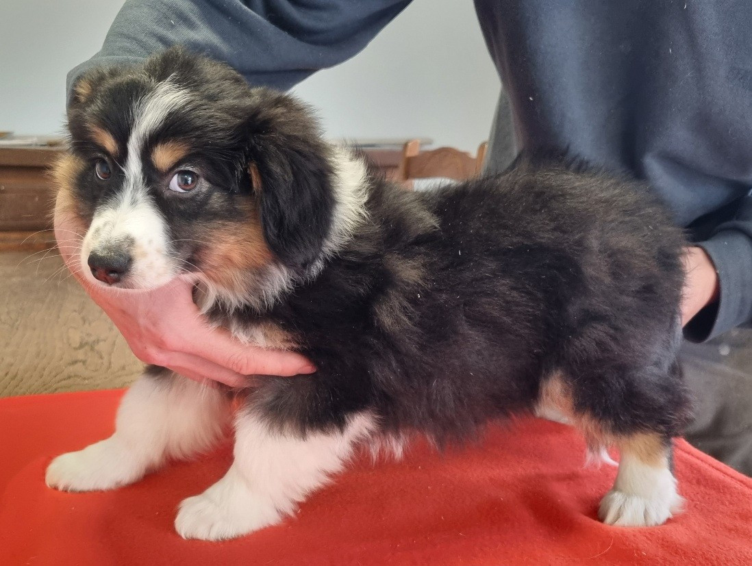 des hirondelles du voyage - Chiots disponibles - Berger Américain Miniature 