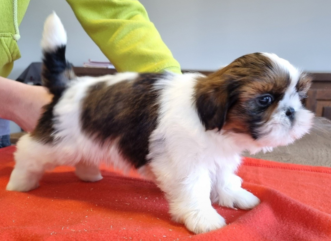 des hirondelles du voyage - Chiots disponibles - Shih Tzu