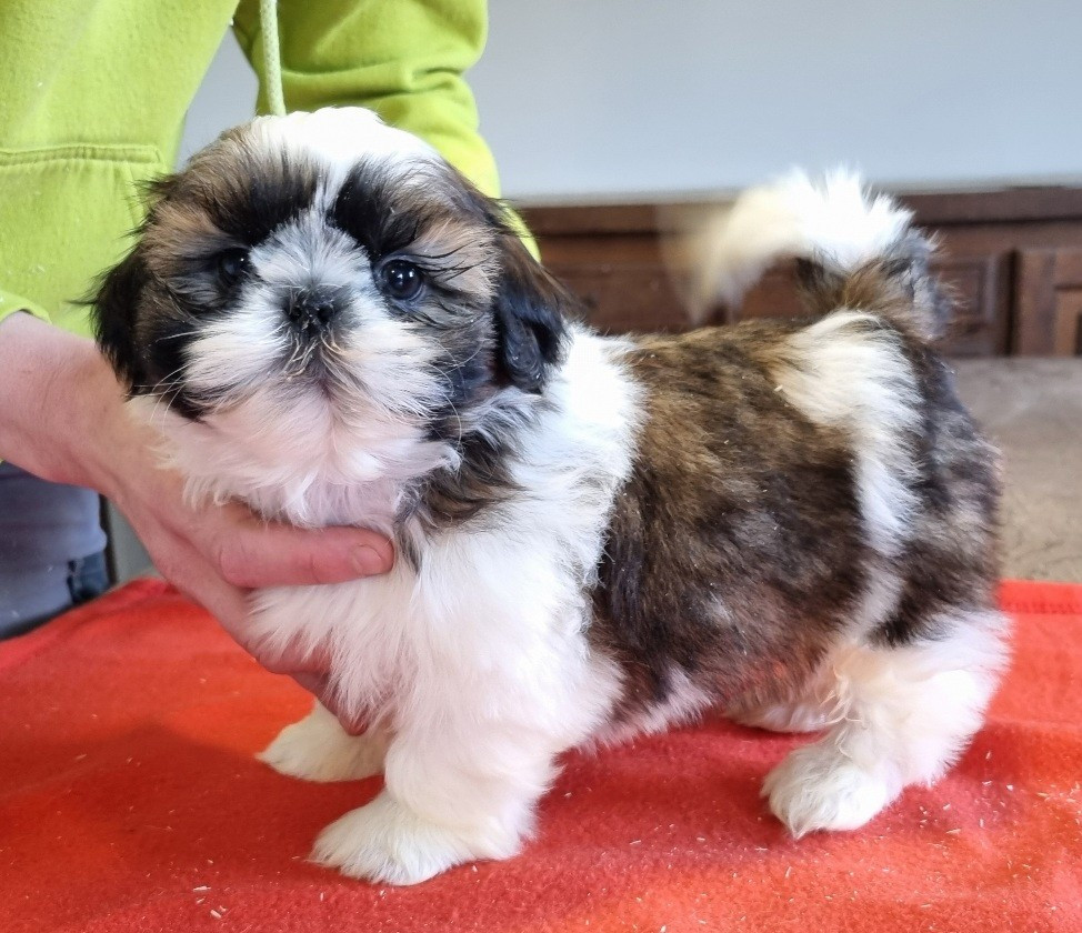des hirondelles du voyage - Chiots disponibles - Shih Tzu