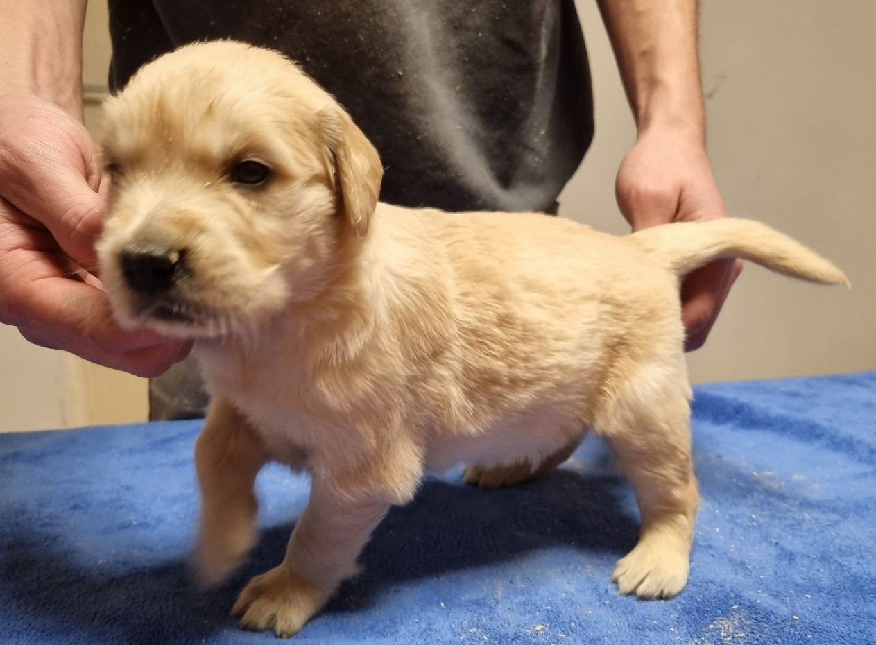 des hirondelles du voyage - Chiots disponibles - Golden Retriever