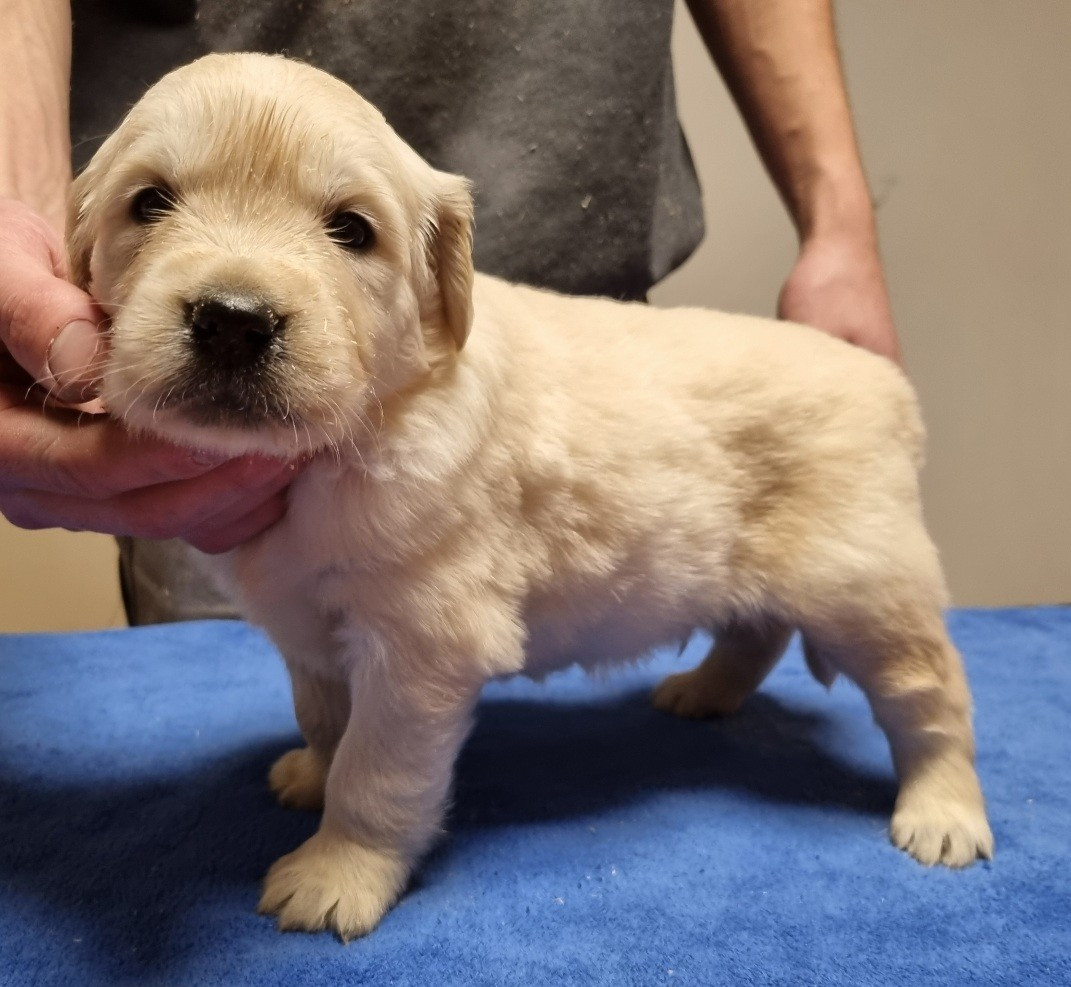 des hirondelles du voyage - Chiots disponibles - Golden Retriever