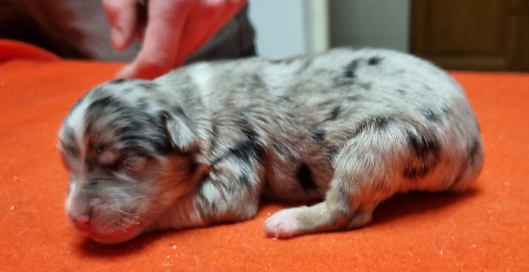 des hirondelles du voyage - Chiots disponibles - Berger Américain Miniature 