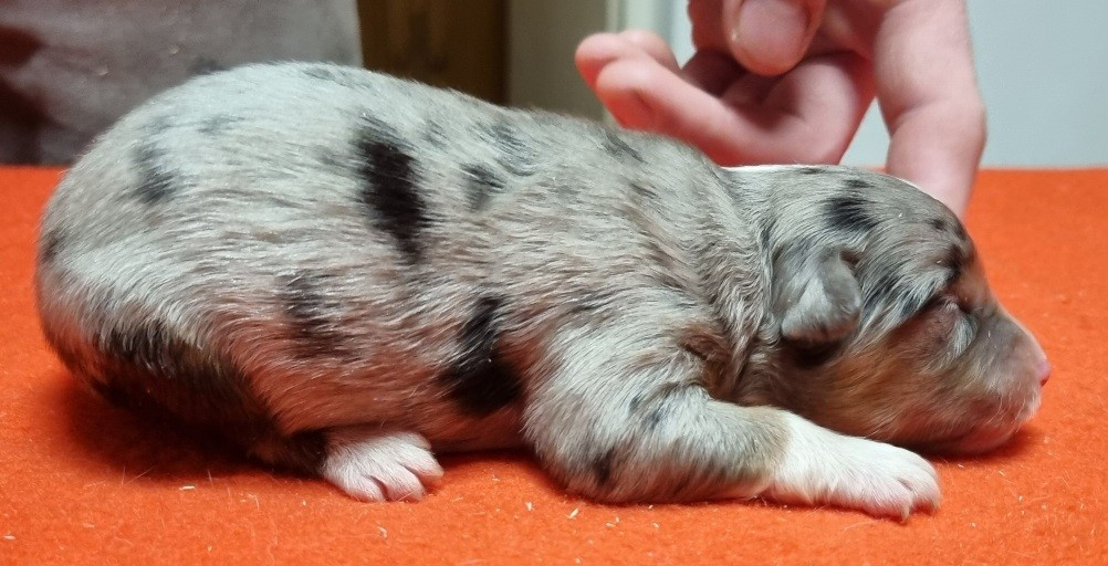 des hirondelles du voyage - Chiots disponibles - Berger Américain Miniature 