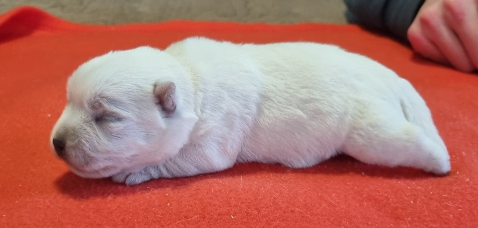 des hirondelles du voyage - Chiots disponibles - West Highland White Terrier