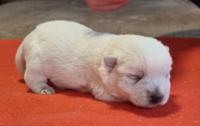 des hirondelles du voyage - Chiots disponibles - West Highland White Terrier