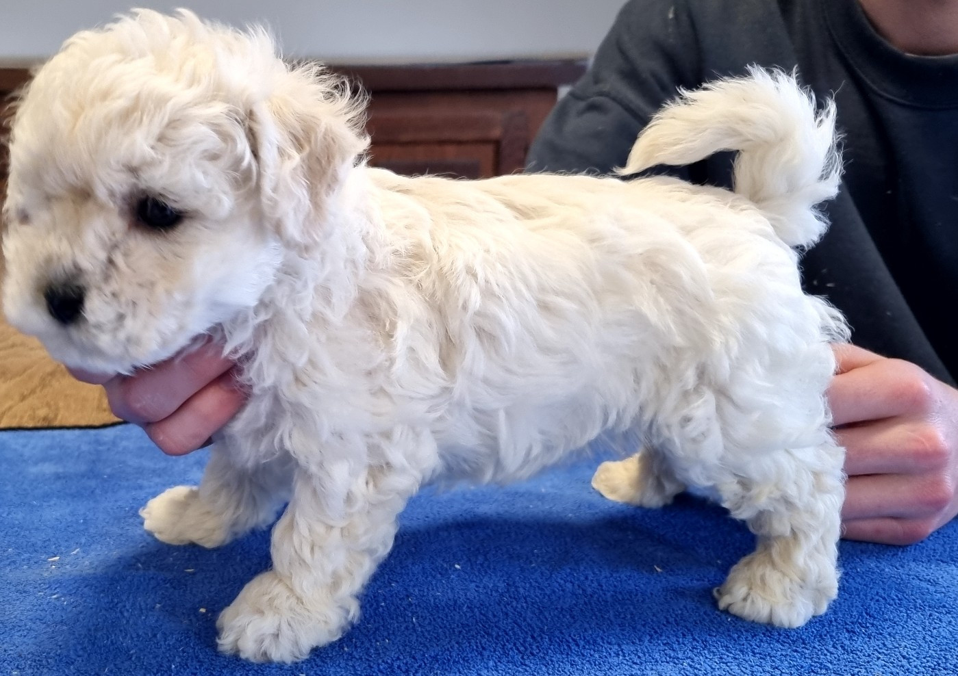 des hirondelles du voyage - Chiots disponibles - Bichon Frise