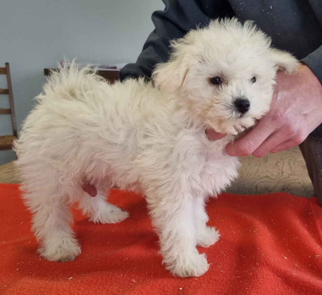 des hirondelles du voyage - Chiots disponibles - Bichon Frise
