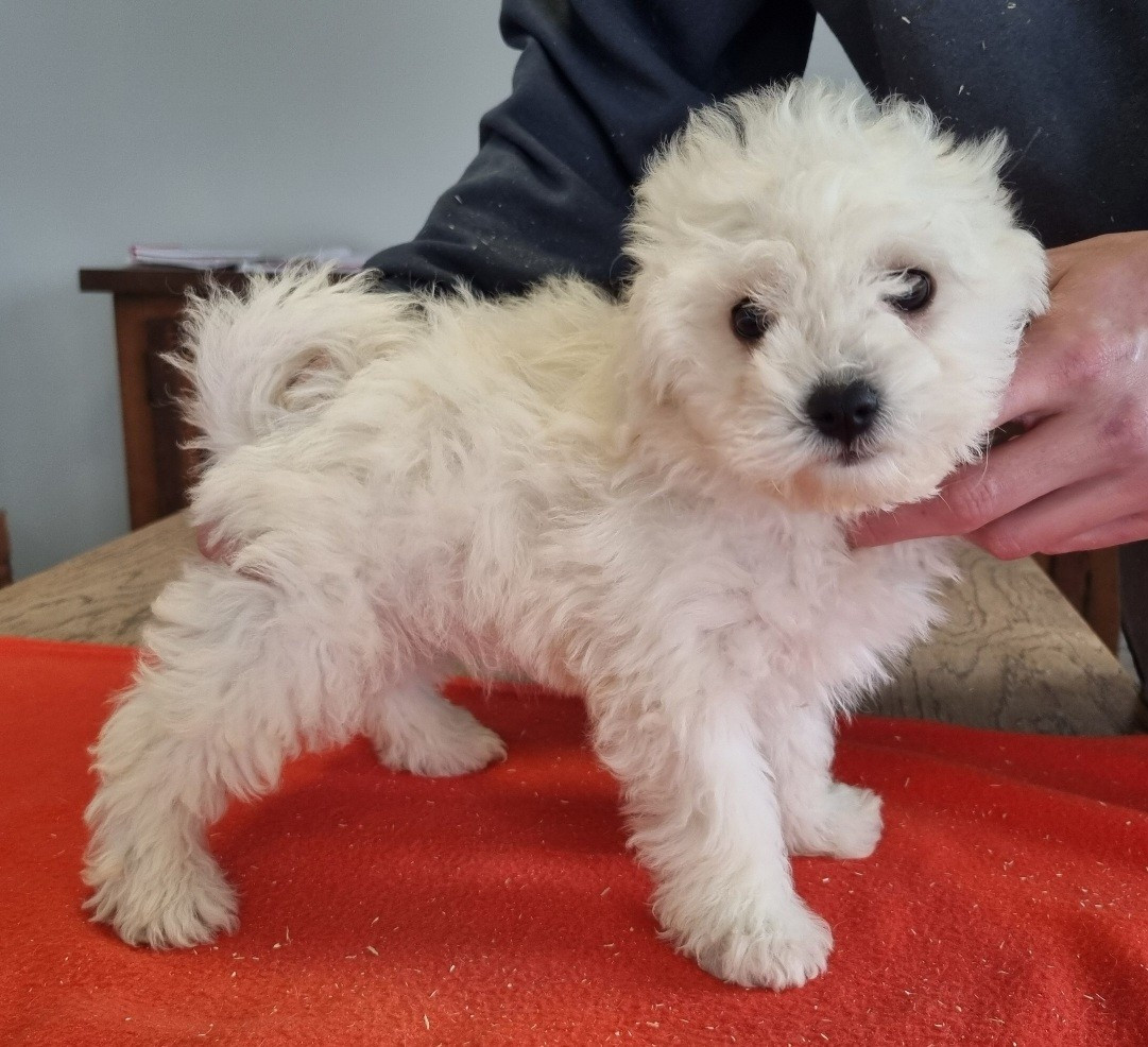 des hirondelles du voyage - Chiots disponibles - Bichon Frise