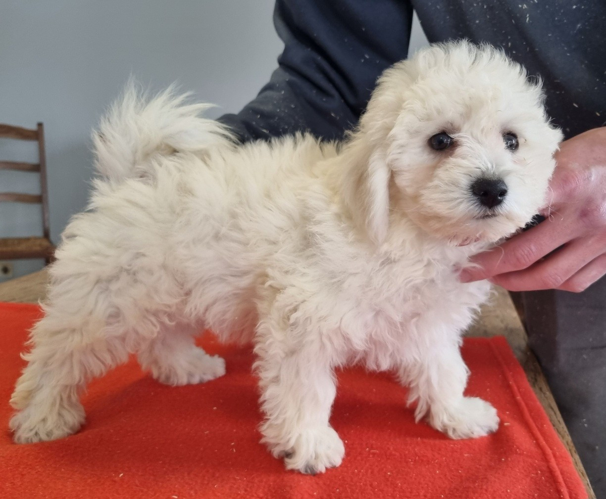 des hirondelles du voyage - Chiots disponibles - Bichon Frise