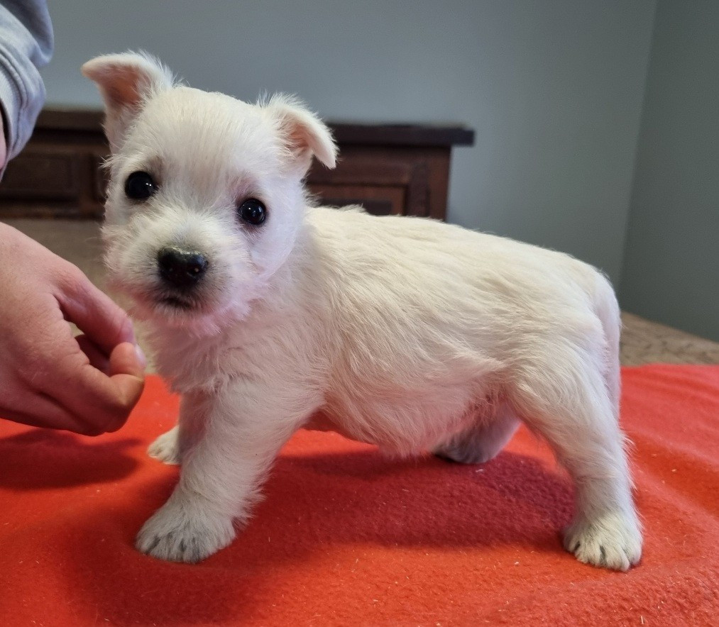 des hirondelles du voyage - Chiots disponibles - West Highland White Terrier