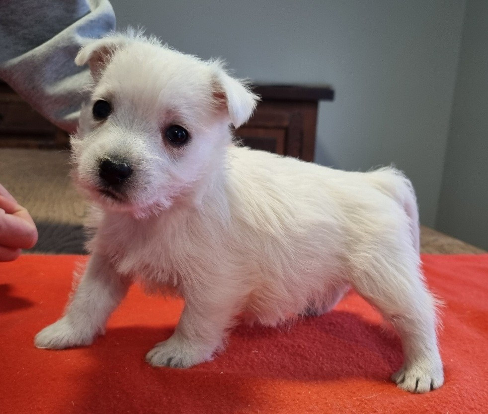 des hirondelles du voyage - Chiots disponibles - West Highland White Terrier