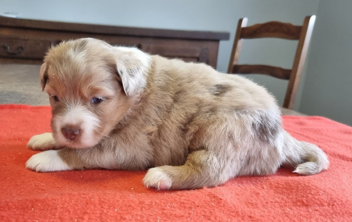 des hirondelles du voyage - Chiots disponibles - Berger Américain Miniature 