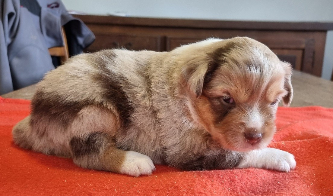 des hirondelles du voyage - Chiots disponibles - Berger Américain Miniature 