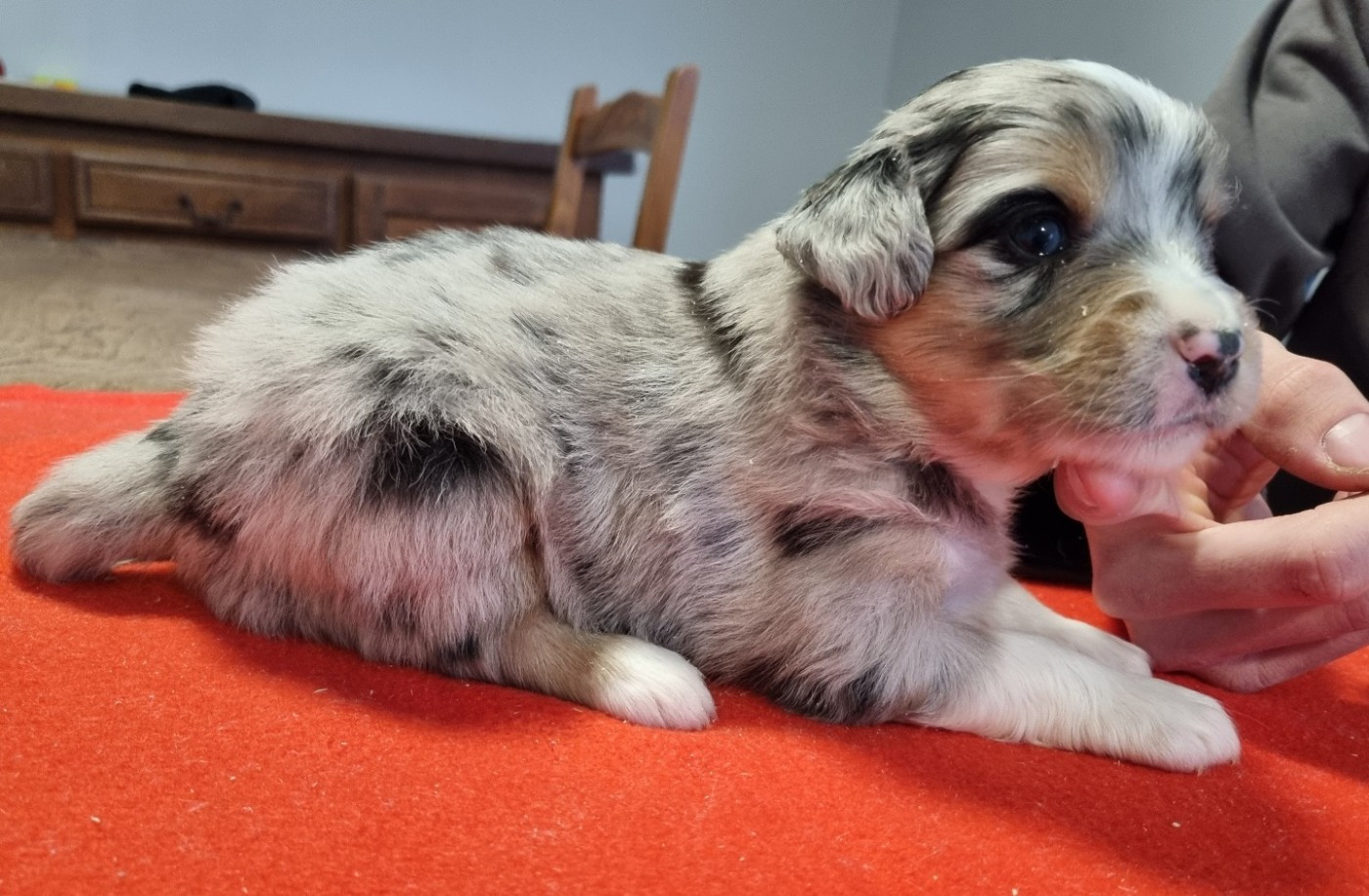 des hirondelles du voyage - Chiots disponibles - Berger Américain Miniature 