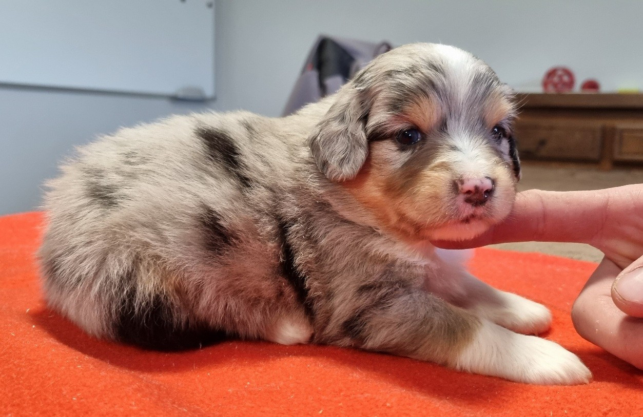 des hirondelles du voyage - Chiots disponibles - Berger Américain Miniature 