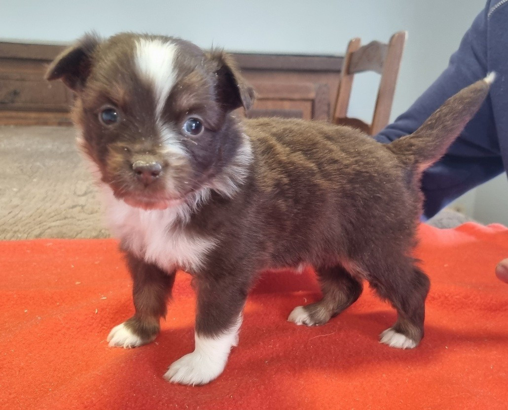 des hirondelles du voyage - Chiots disponibles - Berger Américain Miniature 