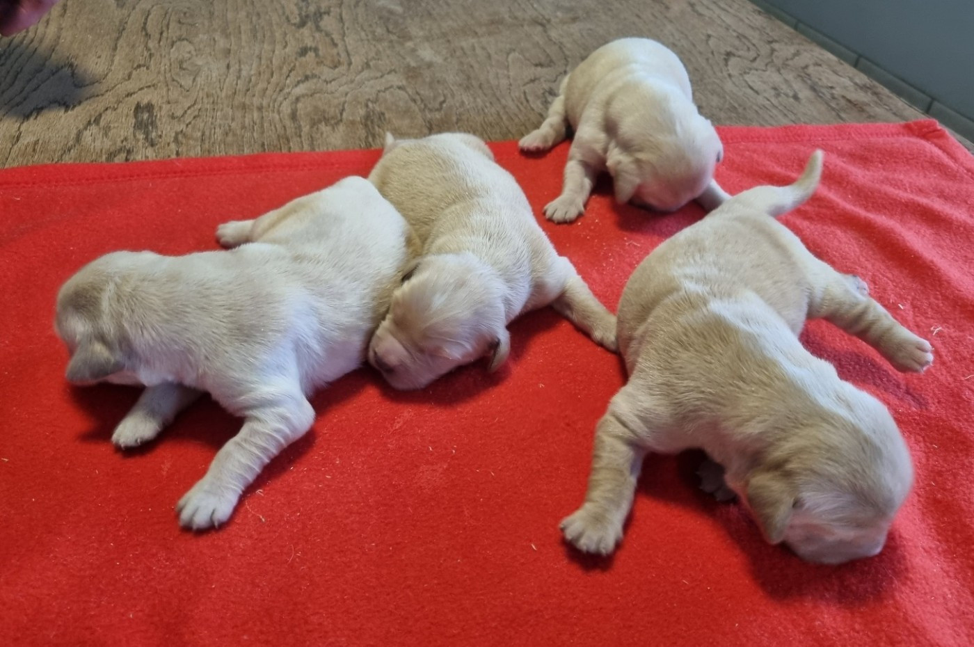 des hirondelles du voyage - Chiots disponibles - Golden Retriever