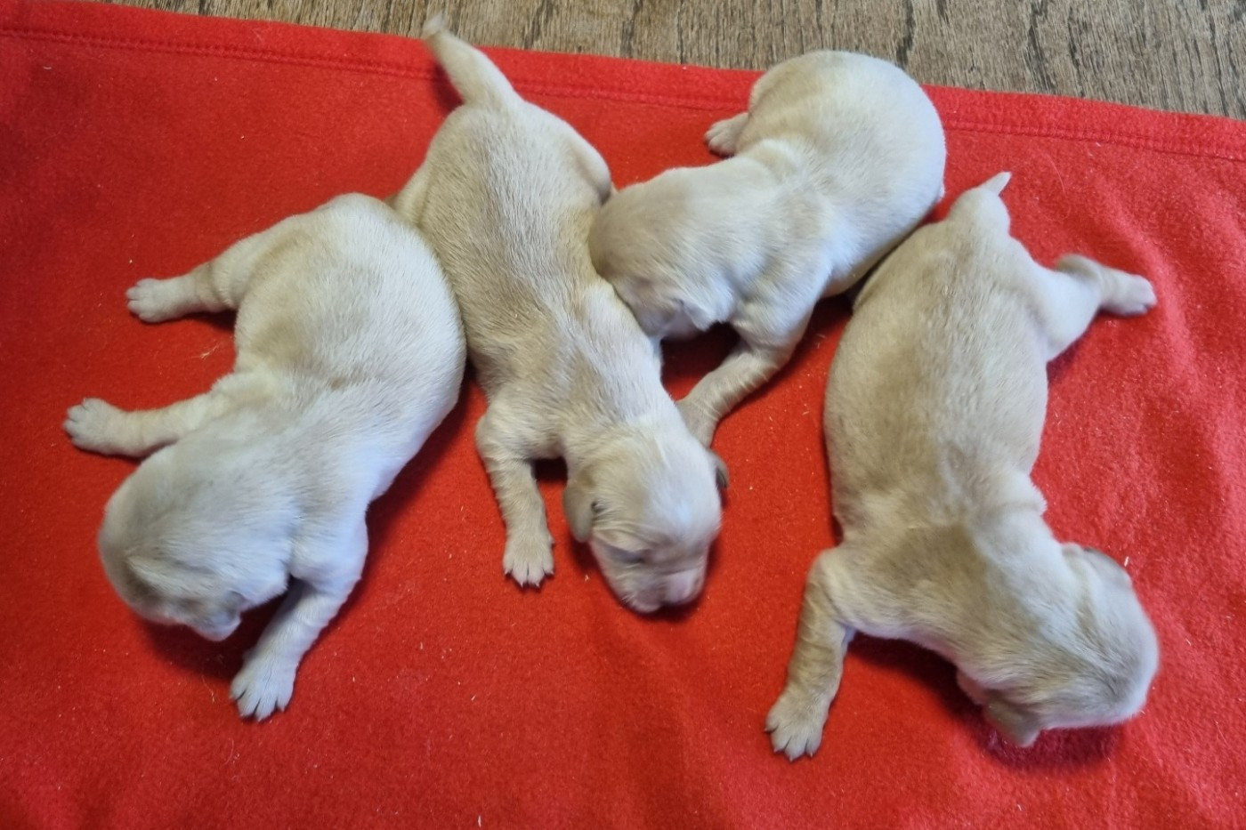 des hirondelles du voyage - Chiots disponibles - Golden Retriever