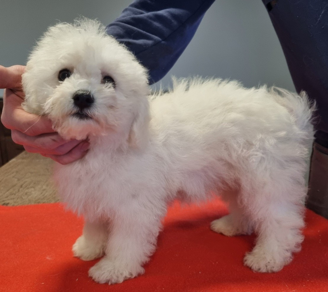 des hirondelles du voyage - Chiots disponibles - Bichon Frise