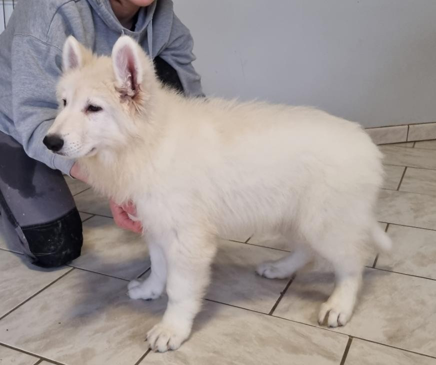 des hirondelles du voyage - Chiots disponibles - Berger Blanc Suisse