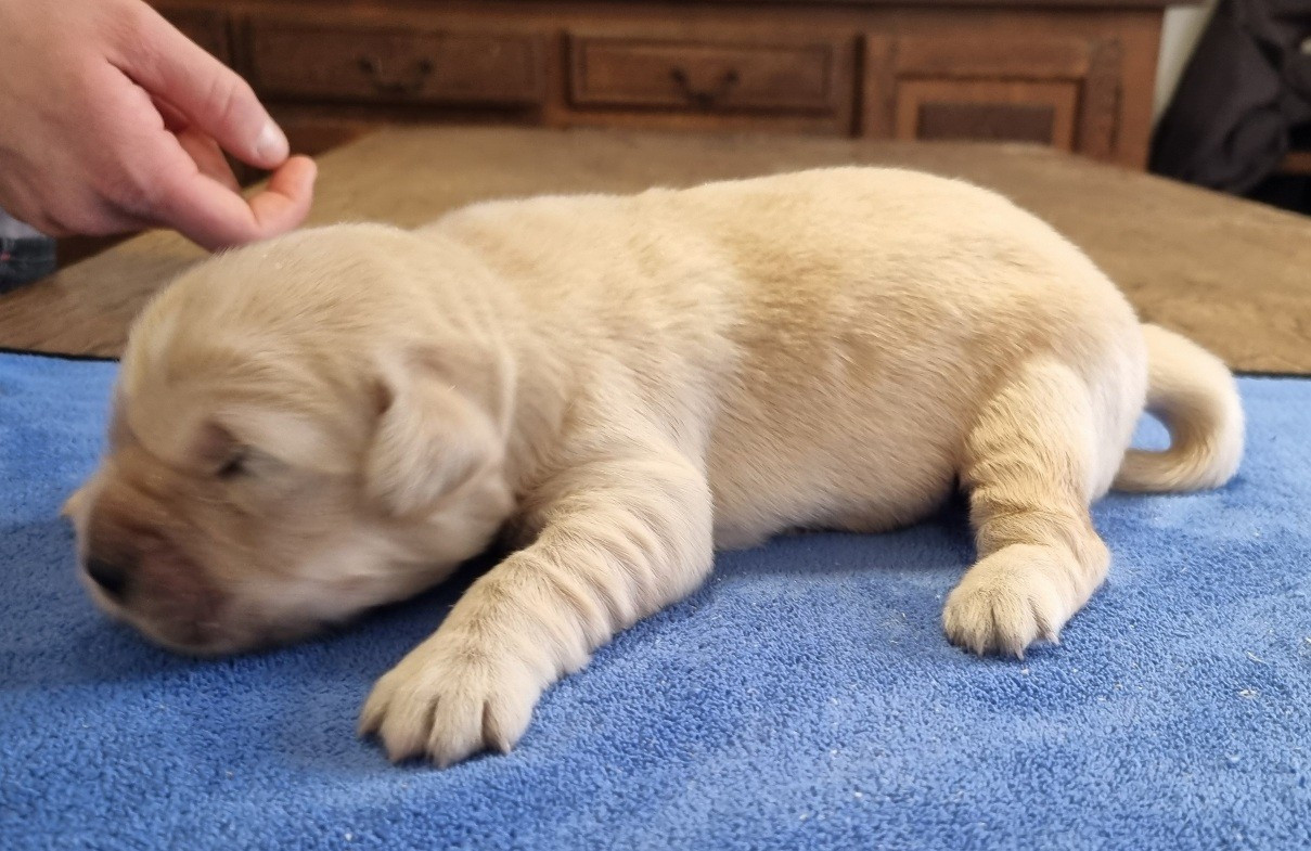 des hirondelles du voyage - Chiots disponibles - Golden Retriever