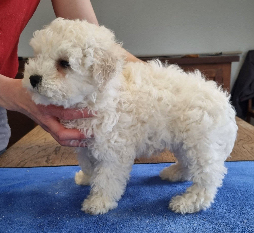 des hirondelles du voyage - Chiots disponibles - Bichon Frise