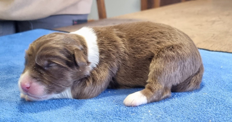 des hirondelles du voyage - Chiots disponibles - Berger Américain Miniature 