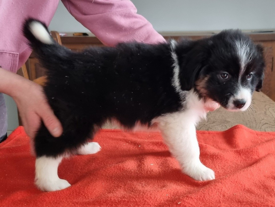 des hirondelles du voyage - Chiots disponibles - Berger Américain Miniature 