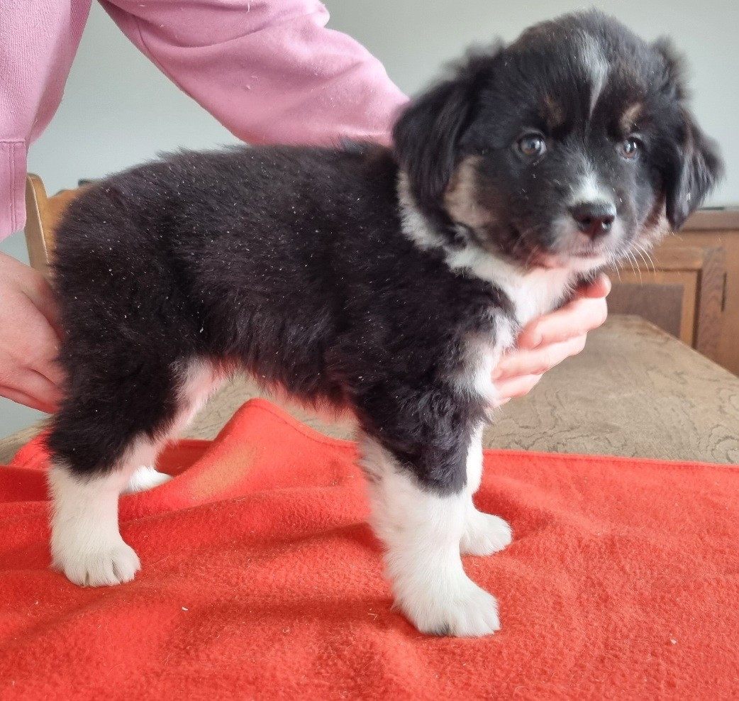 des hirondelles du voyage - Chiots disponibles - Berger Américain Miniature 