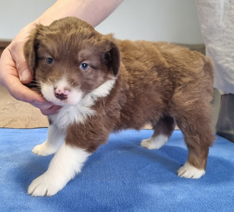 des hirondelles du voyage - Chiots disponibles - Berger Américain Miniature 