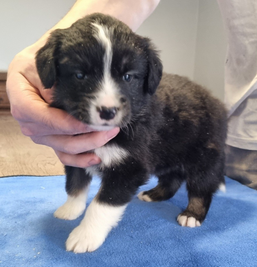 des hirondelles du voyage - Chiots disponibles - Berger Américain Miniature 