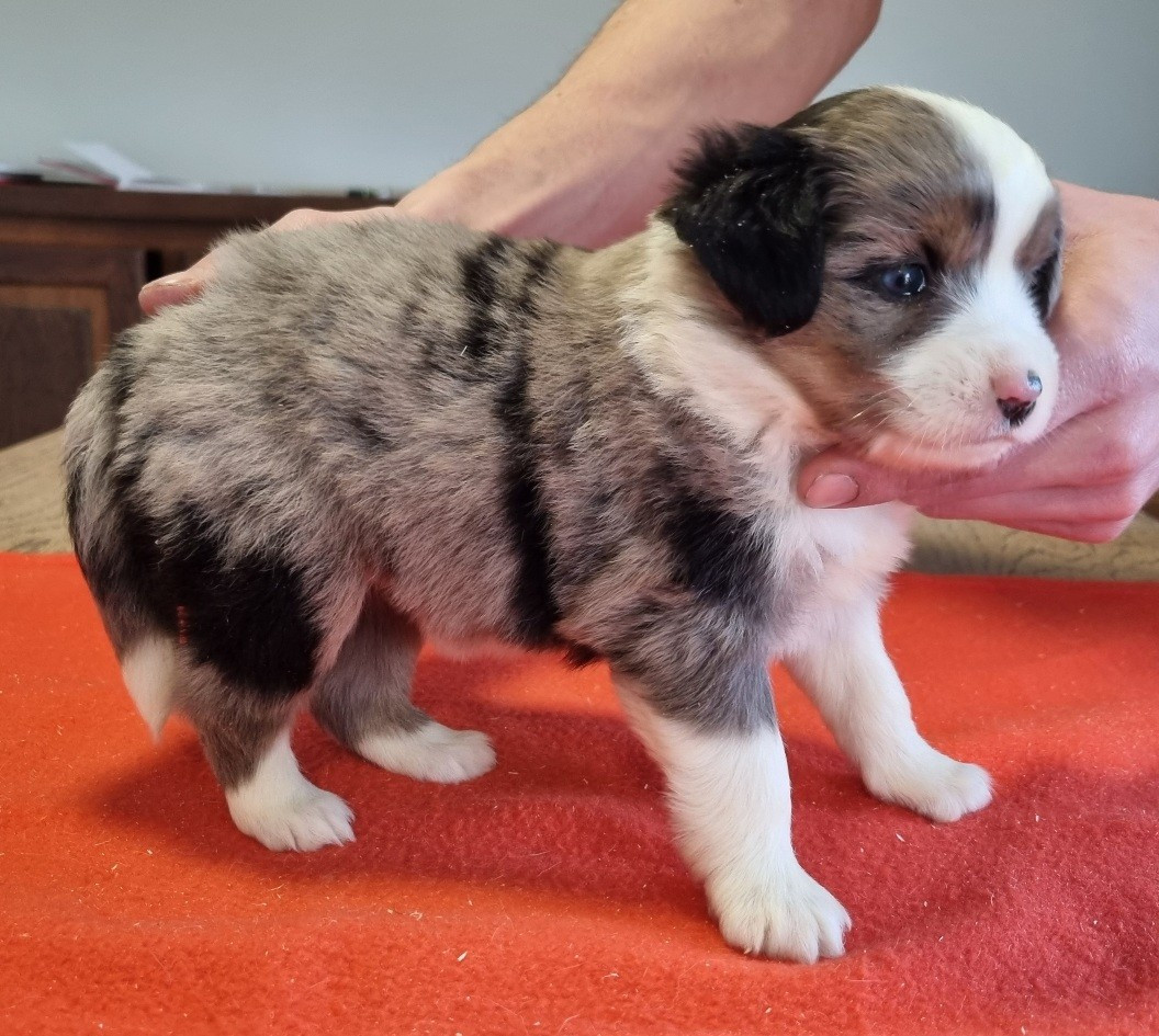 des hirondelles du voyage - Chiots disponibles - Berger Américain Miniature 