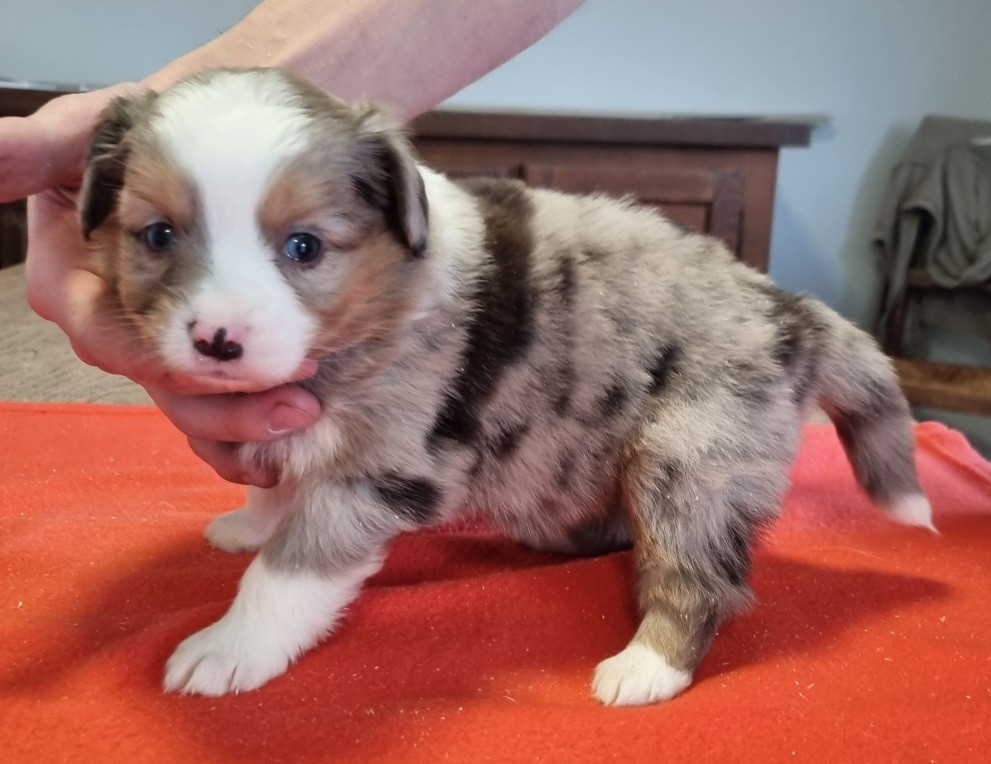 des hirondelles du voyage - Chiots disponibles - Berger Américain Miniature 